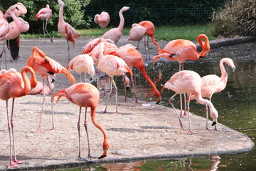 Pink Flamingo