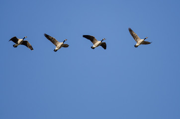 Four Canada Geese Flying in a Blue Sky