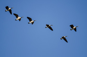 Flock of Canada Geese Flying in a Blue Sky