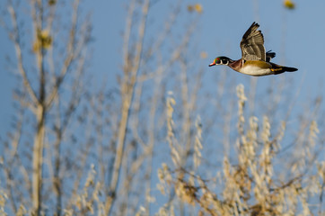 Wood Duck Flying Past the Autumn Trees