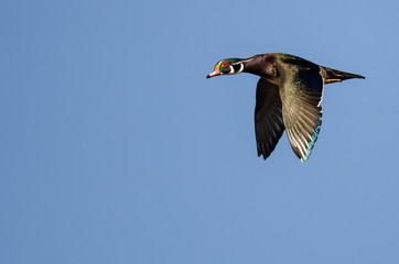 Lone Wood Duck Flying in a Blue Sky