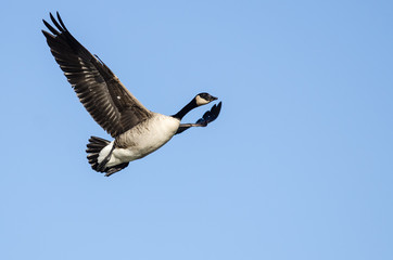 Canada Goose Flying in a Blue Sky