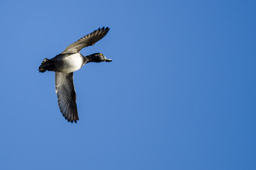 Ring-Necked Duck Flying in a Blue Sky