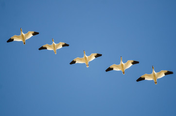 Small Flock of Snow Geese Flying in a Blue Sky