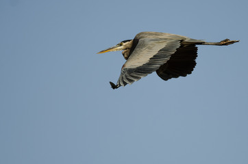 Great Blue Heron Flying in a Blue Sky