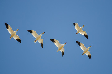 Flock of Snow Geese Flying in a Blue Sky