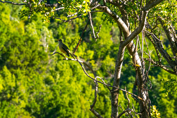  AVE EN ARBOL NATIVO BIRDWATCHING ZORZAL