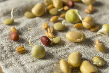 Assorted Raw Sprouted Beans Legumes
