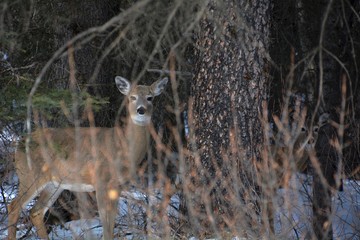 Deer on Bow Valley parkway