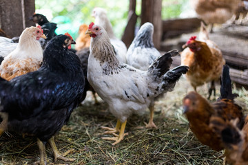 Chickens on the farm. Toned, style, color photo