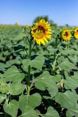 Beautiful sunflower field in the afternoon