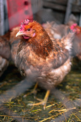Chickens on the farm. Toned, style, color photo.