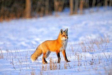 Beautiful Red Fox in a snow covered field hunting, late afternoon sunlight.