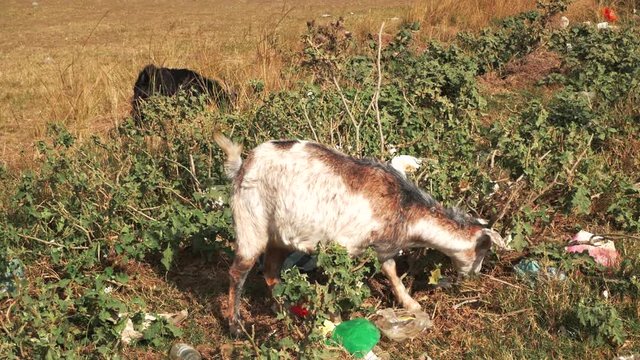 A white and brown goat is eating grass in a rural area agricultural field in KwaZulu-Natal in South Africa.