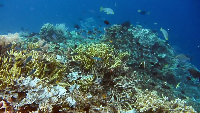 Shoal of coral blue and black trigger fish flying near hard corals on diving spot. Kri Island, Raja Ampat, Indonesia