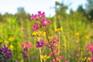 Summer meadow with bright pink inflorescences of the Sticky Catchfly (Silene viscaria) under the evening sunlight.