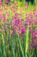 Summer meadow with bright pink inflorescences of the Sticky Catchfly (Silene viscaria) under the evening sunlight.