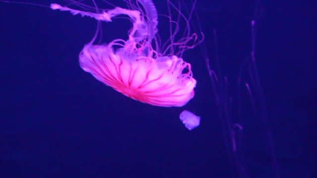 jellyfish sea nettle pink bio-luminescent bio fluorescent under blue lights, Moon Jellyfish variety swims underwater aquarium  (Aurelia Aurita) saucer jelly medusa Bioluminescence 