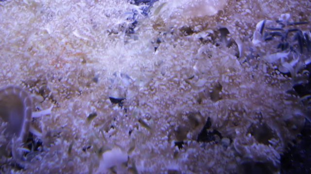 upside-down jellyfish close up real time Cassiopea (upside-down jellyfish) is a genus of true jellyfish and the only members of the family Cassiopeidae found in warmer coastal regions 