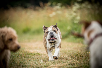 The English Bulldog