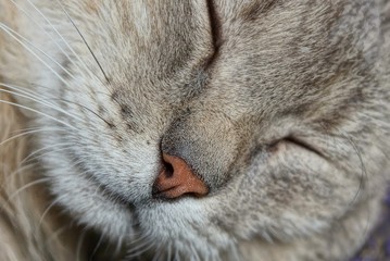 brown nose on the snout of a sleeping gray cat