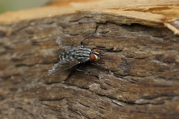 big gray fly sits on a wooden board