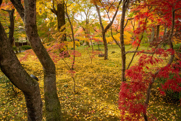 Fototapeta premium 京都 永観堂の紅葉