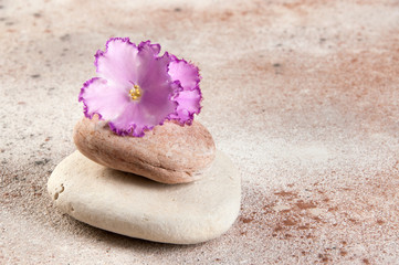 Fototapeta na wymiar Sea stones and flower violet on concret background.