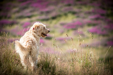 The Golden Labradoodle