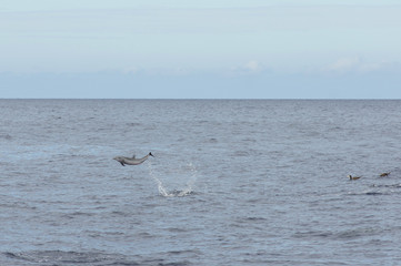 Dauphins et Fous brun