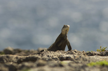 Iguane des Petites Antilles.Iguana delicatissima