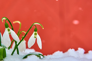 Snowdrops in the snow, spring white flower on red background with place for text, Close up with selective focus and snowflakes
