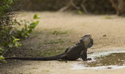 Iguana delicatissima à Petite terre