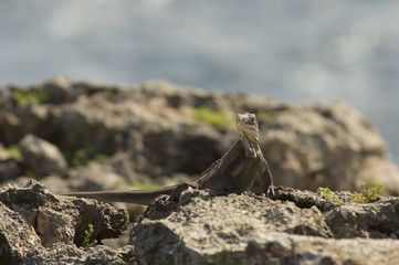 Iguana delicatissima à Petite terre
