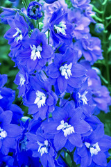 Blue Delphinium Larkspur Van Dusen Garden Vancouver British Columbia Canada
