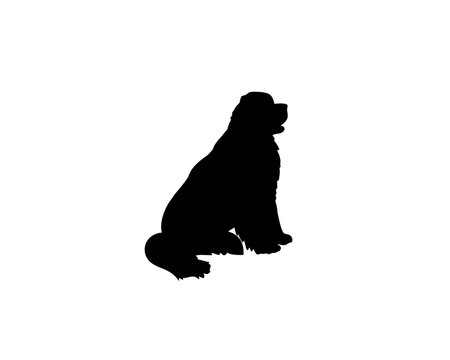 Newfoundland dog sitting