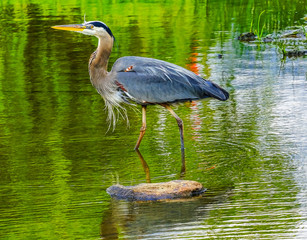 Great Blue Heron Ardea herodias Pond Vanier Park Vancouver British Columbia Canada Pacific Northwest