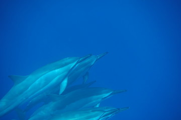 Spinner dolphins swim together in beautiful blue water