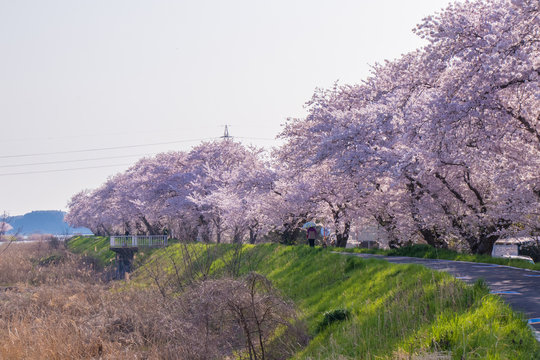 Cherry blossom in full bloom at Lake Kasumigaura
