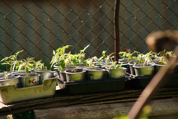 seedlings of a tomato in glasses in the spring sun