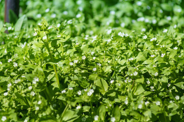 Fototapeta na wymiar Spring greens with small white flowers