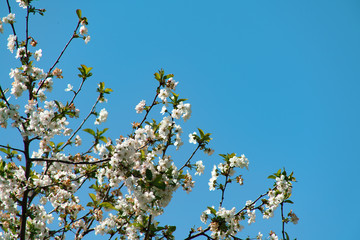 branches of blossoming cherries against the blue sky