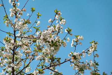 branches of blossoming cherries against the blue sky