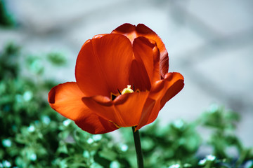 a blossoming tulip in the spring sun