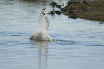 Parade de cygnes