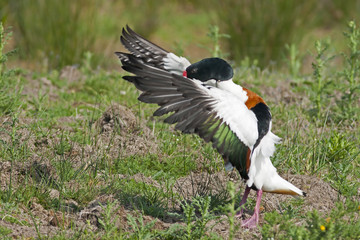 Tadorne de belon mâle