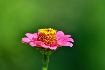 きれいに咲いた百日草の花