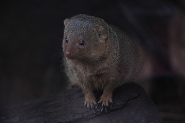Small animal