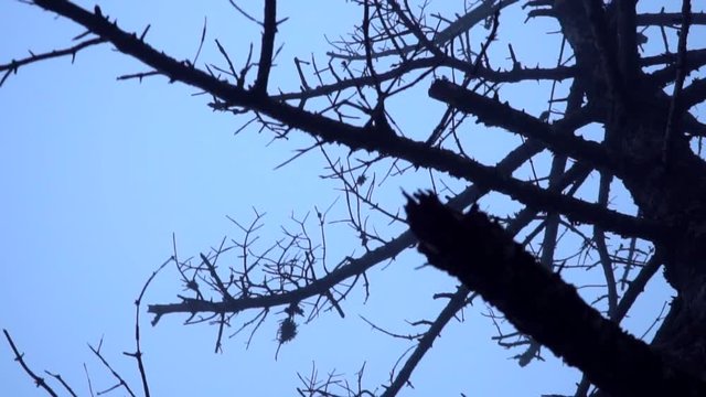 A shot of the branches of a dead tree while the clouds have descended and created a beautiful mist.