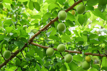 Japanese plam - ume - harvest for liqueur